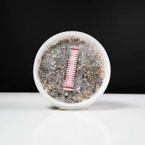 Mexicaanse paddos growkit 250CC