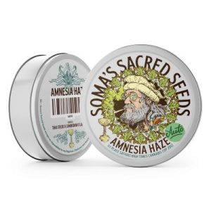 Amnesia Haze Autoflower zaden kopen