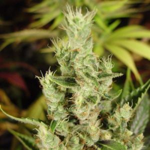 Amnesia Haze Auto flower 3 - cannabis seeds