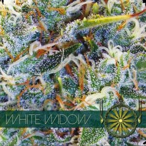 White Widow feminized zaden - 3 zaden - 3 seeds