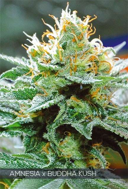Amnesia X Budda Kush feminized zaden 3 seeds - Afbeelding 2
